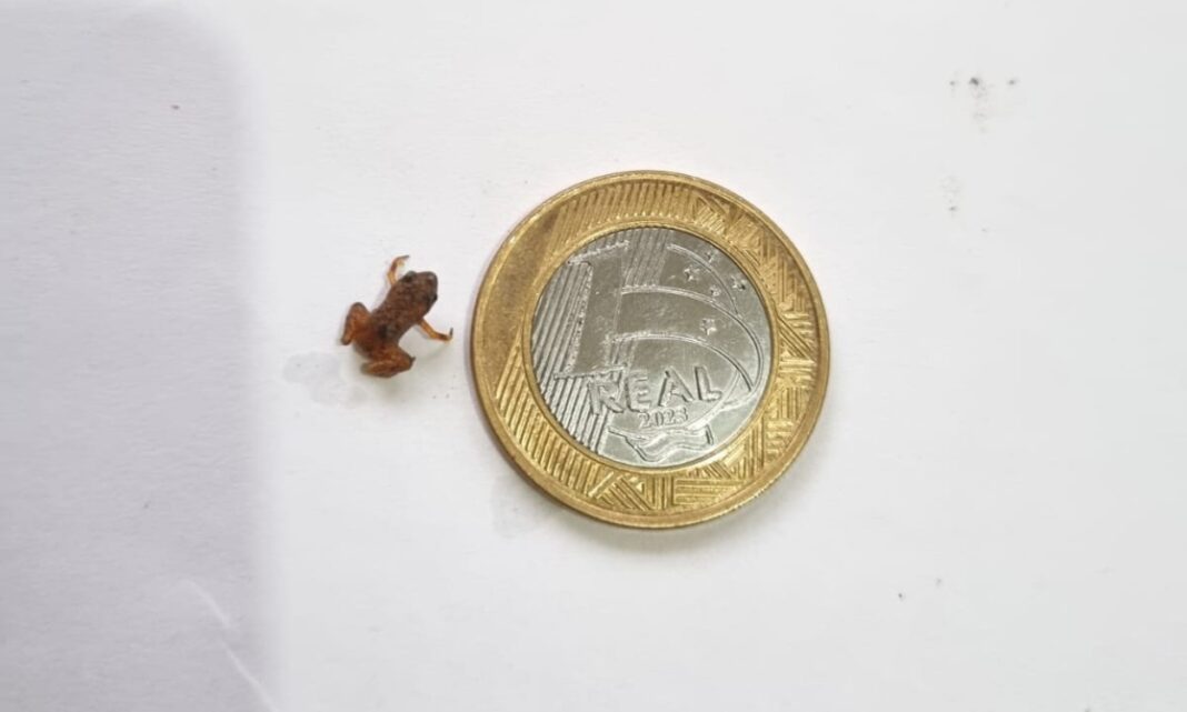 Sapo-pulga, menor que moeda, é descoberto em Nova Friburgo, RJ