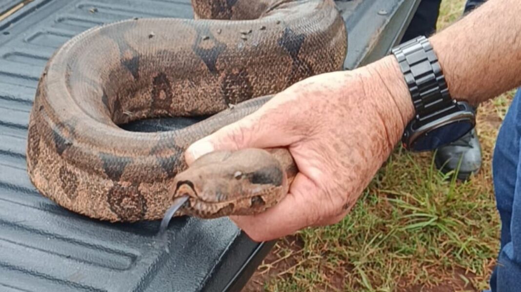Jiboia é resgatada em estufas de flores em Holambra; assista ao vídeo