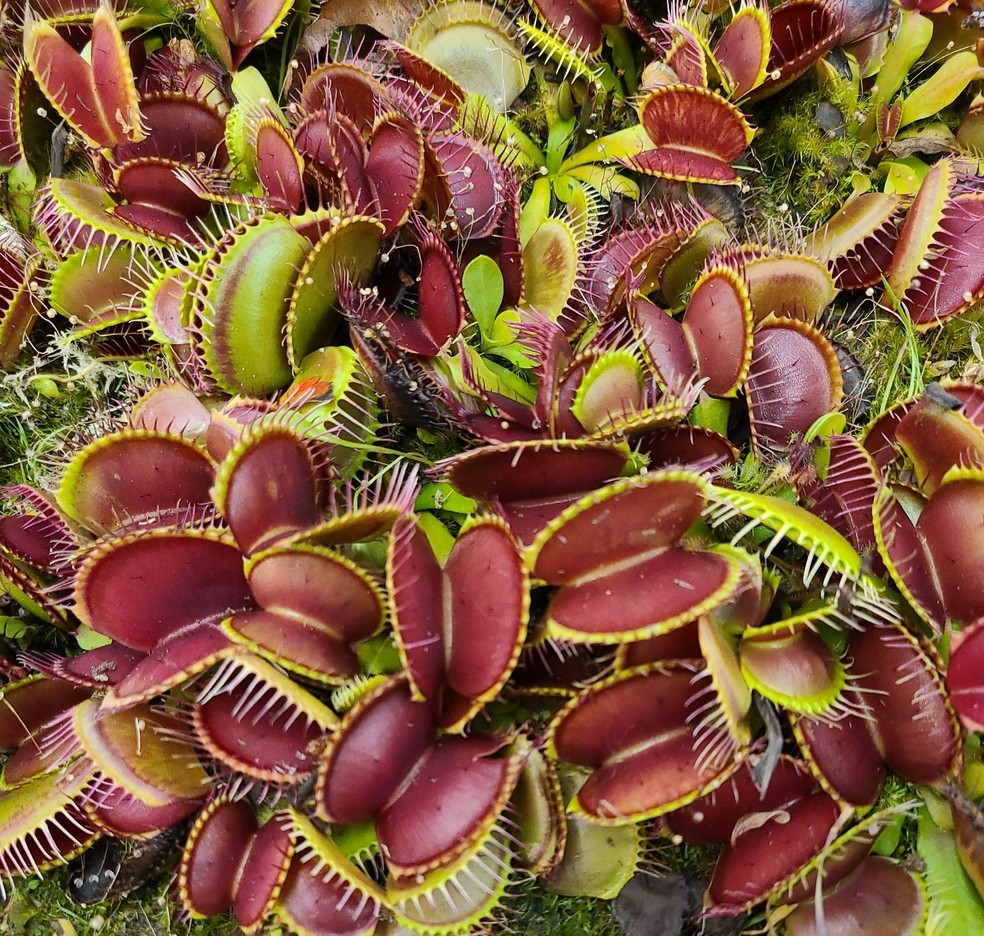 Descubra as fascinantes plantas carnívoras do Brasil